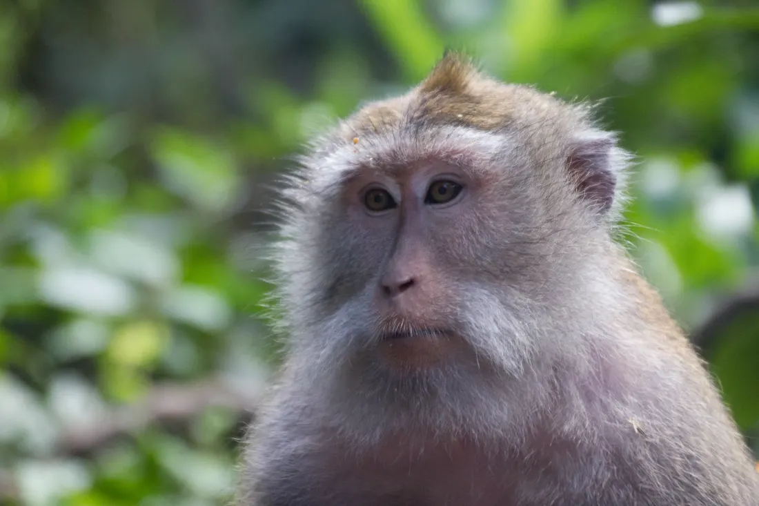Monkeys & Wildlife